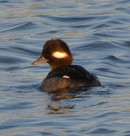 Bufflehead - ML646764610