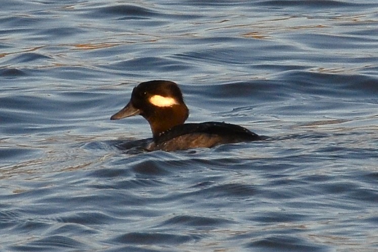 Bufflehead - ML646764611