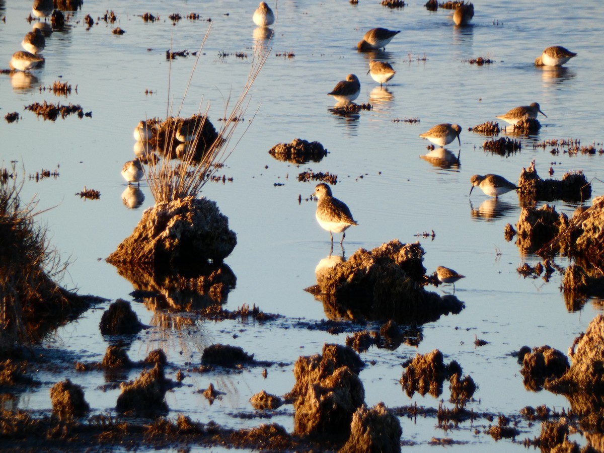 Black-bellied Plover - ML646764612