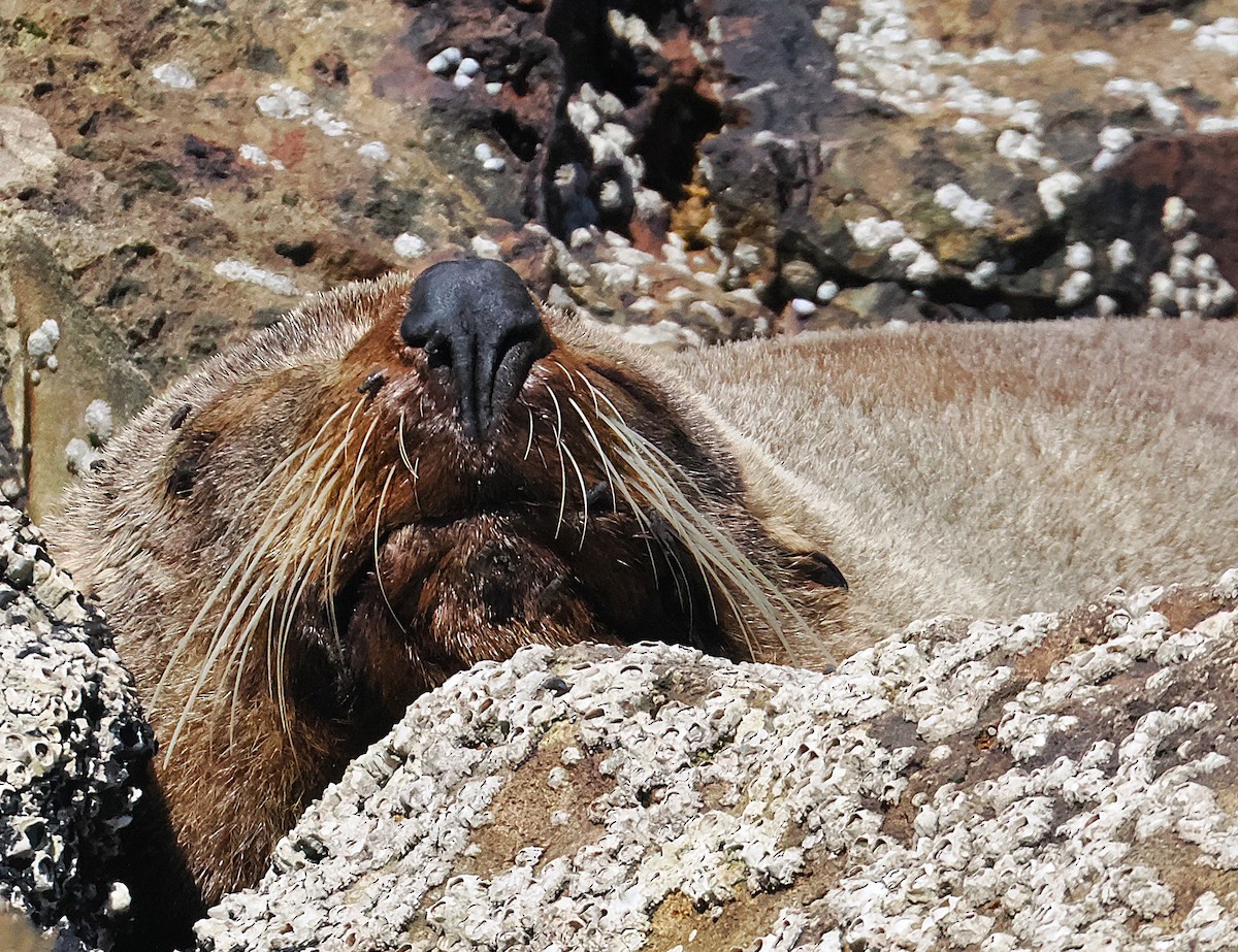 Новозеландский морской котик - ML646764613