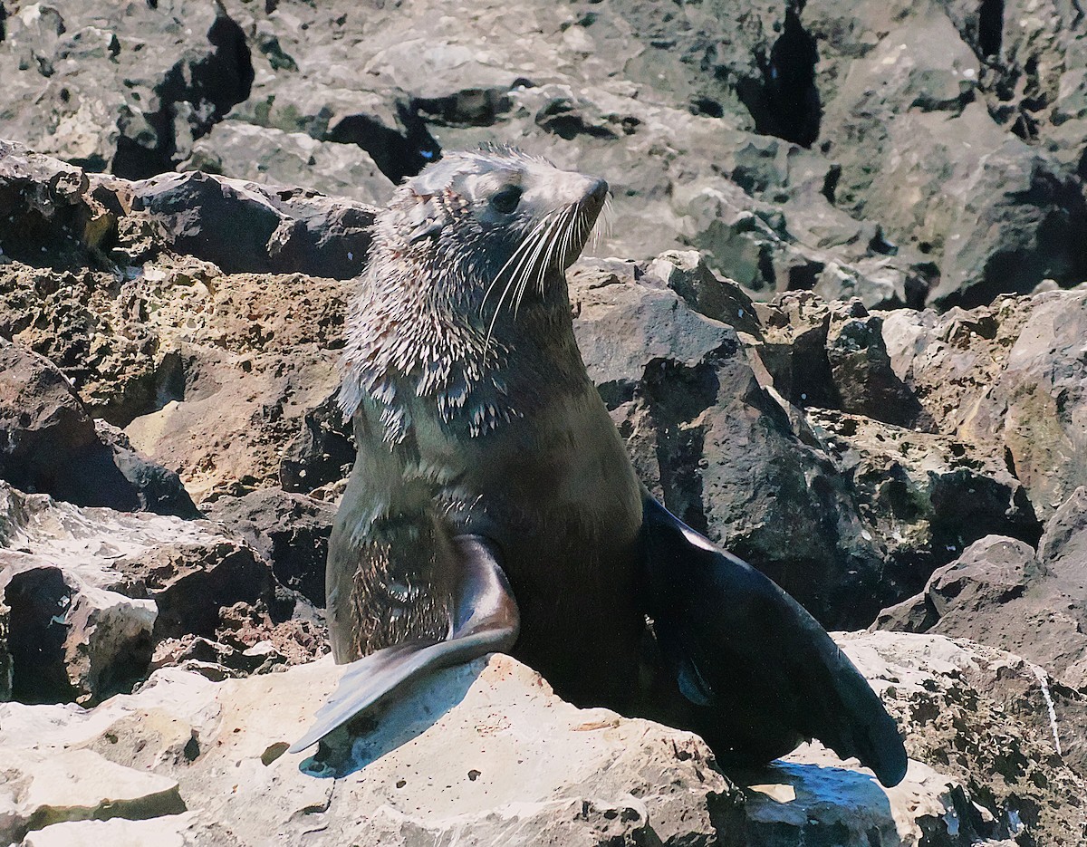 Новозеландский морской котик - ML646764616