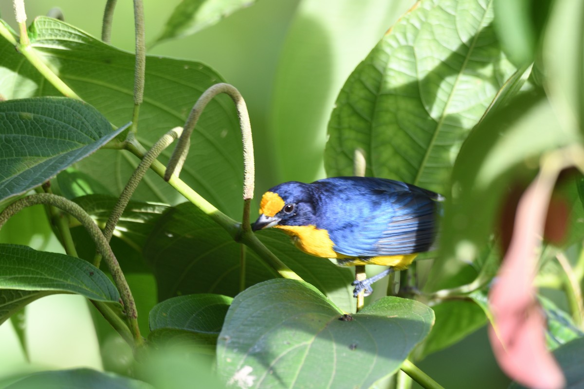 Violaceous Euphonia - ML646764617