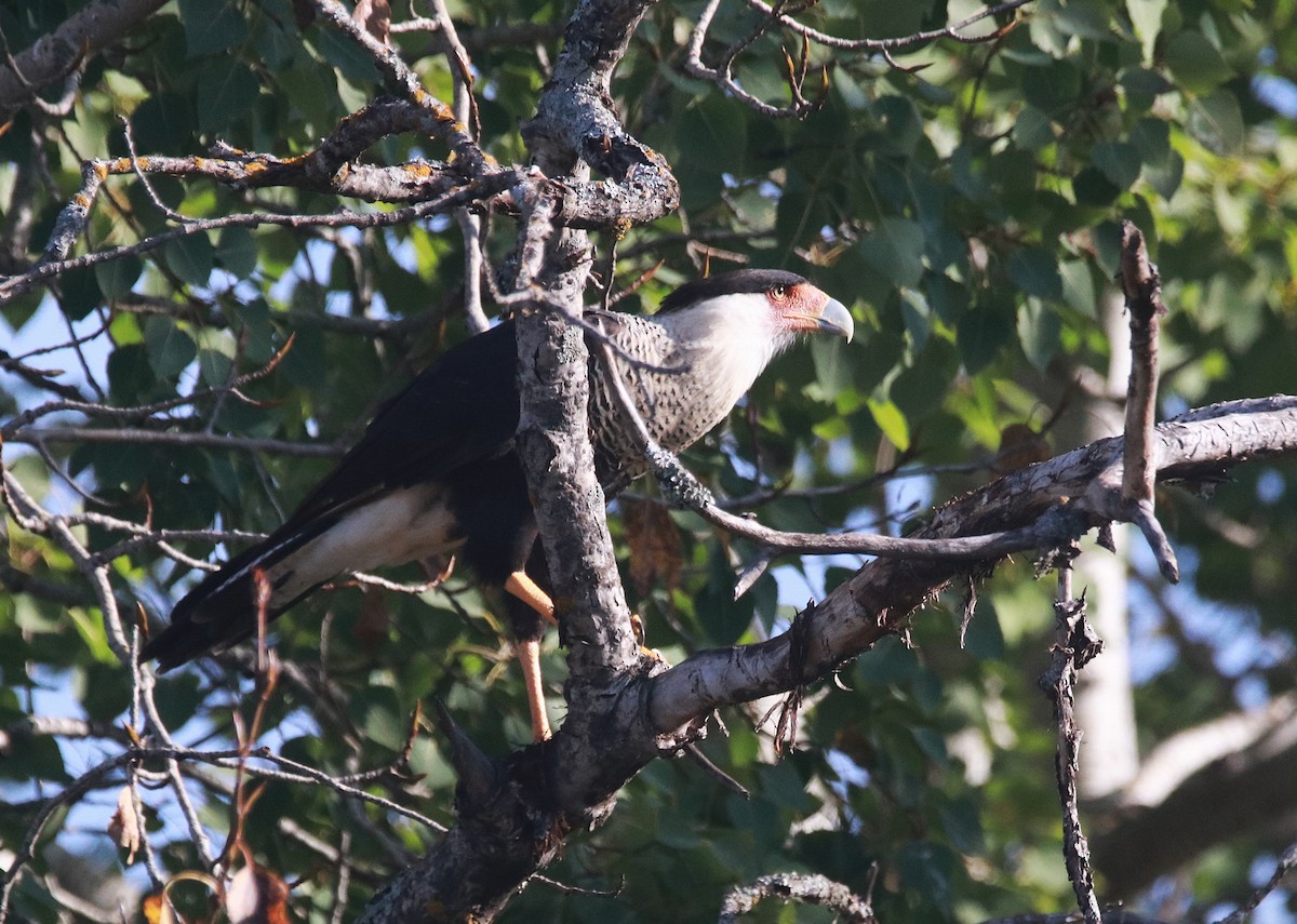 Caracara huppé - ML646764618