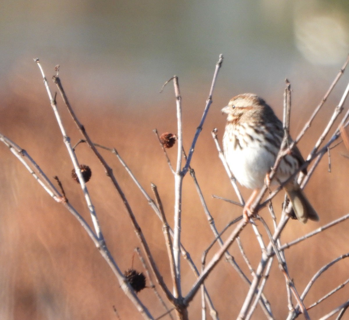 Song Sparrow - ML646764619
