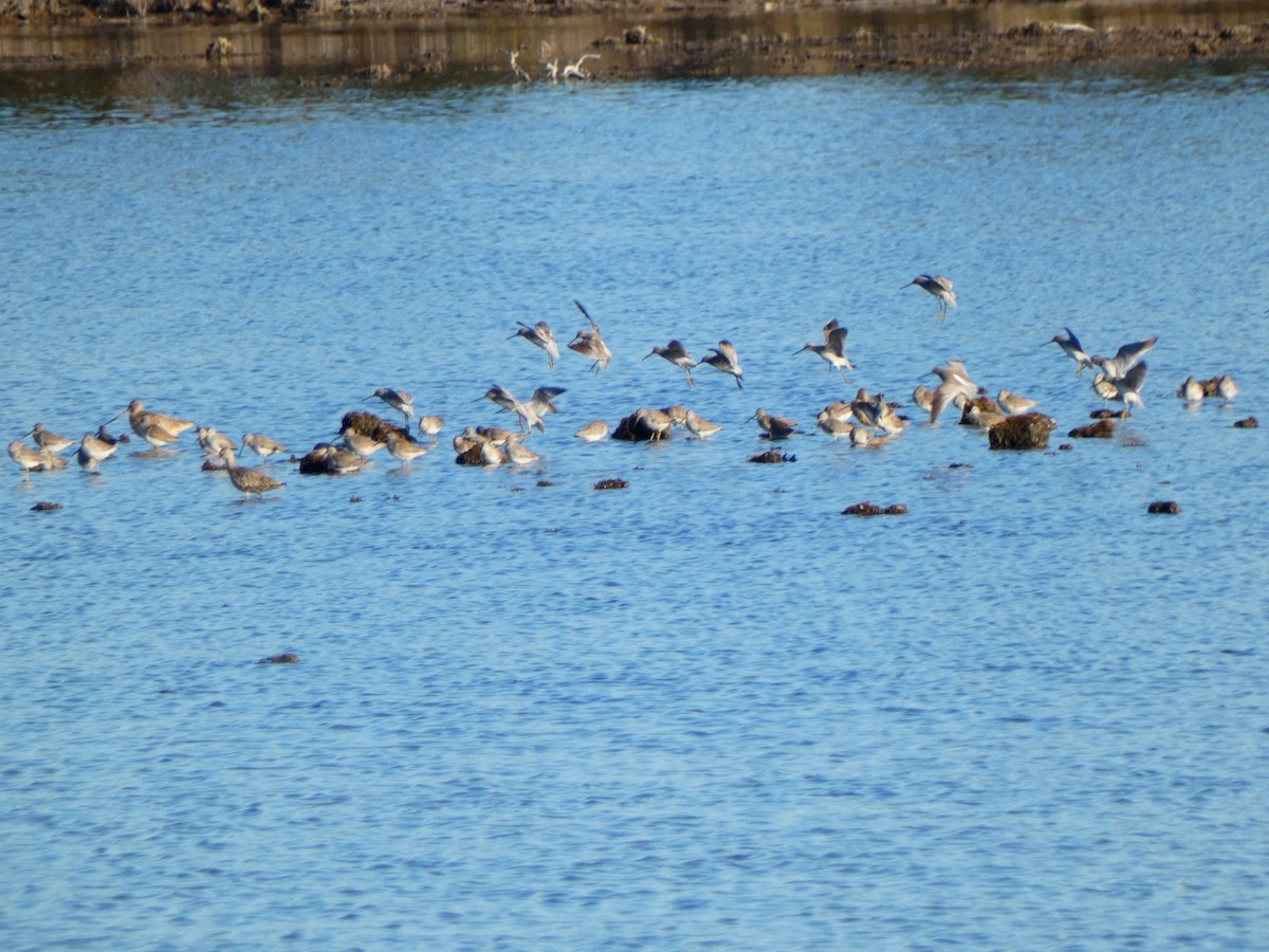 Short-billed Dowitcher - ML646764620