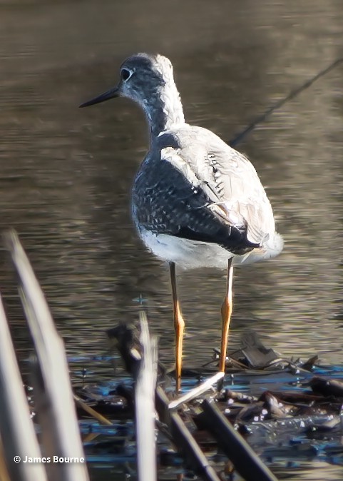 Kuliska hankahori handia - ML646764625