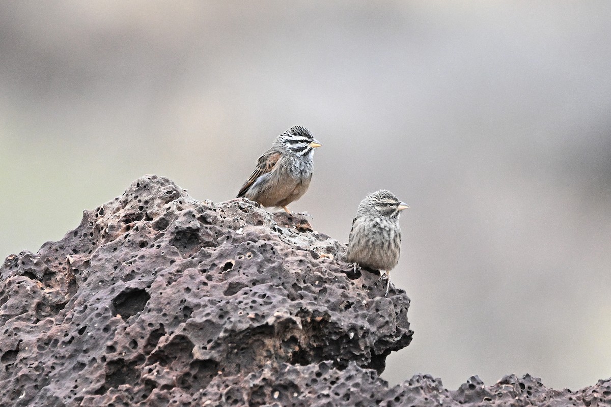 ravinespurv - ML646764627