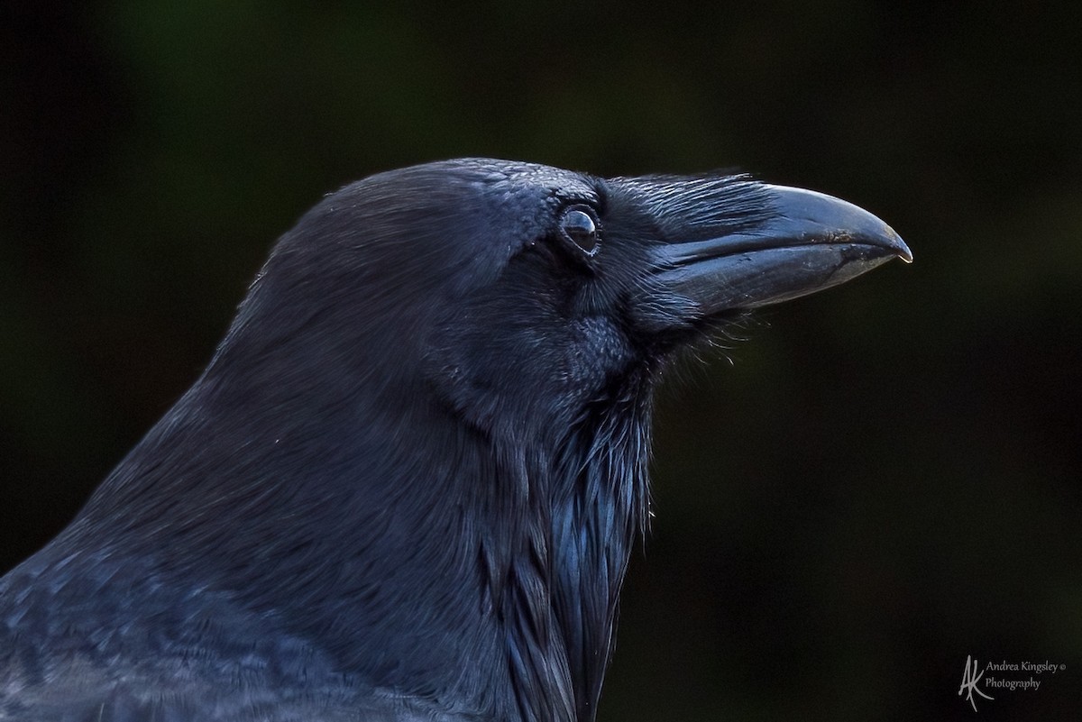 Common Raven - ML646764628