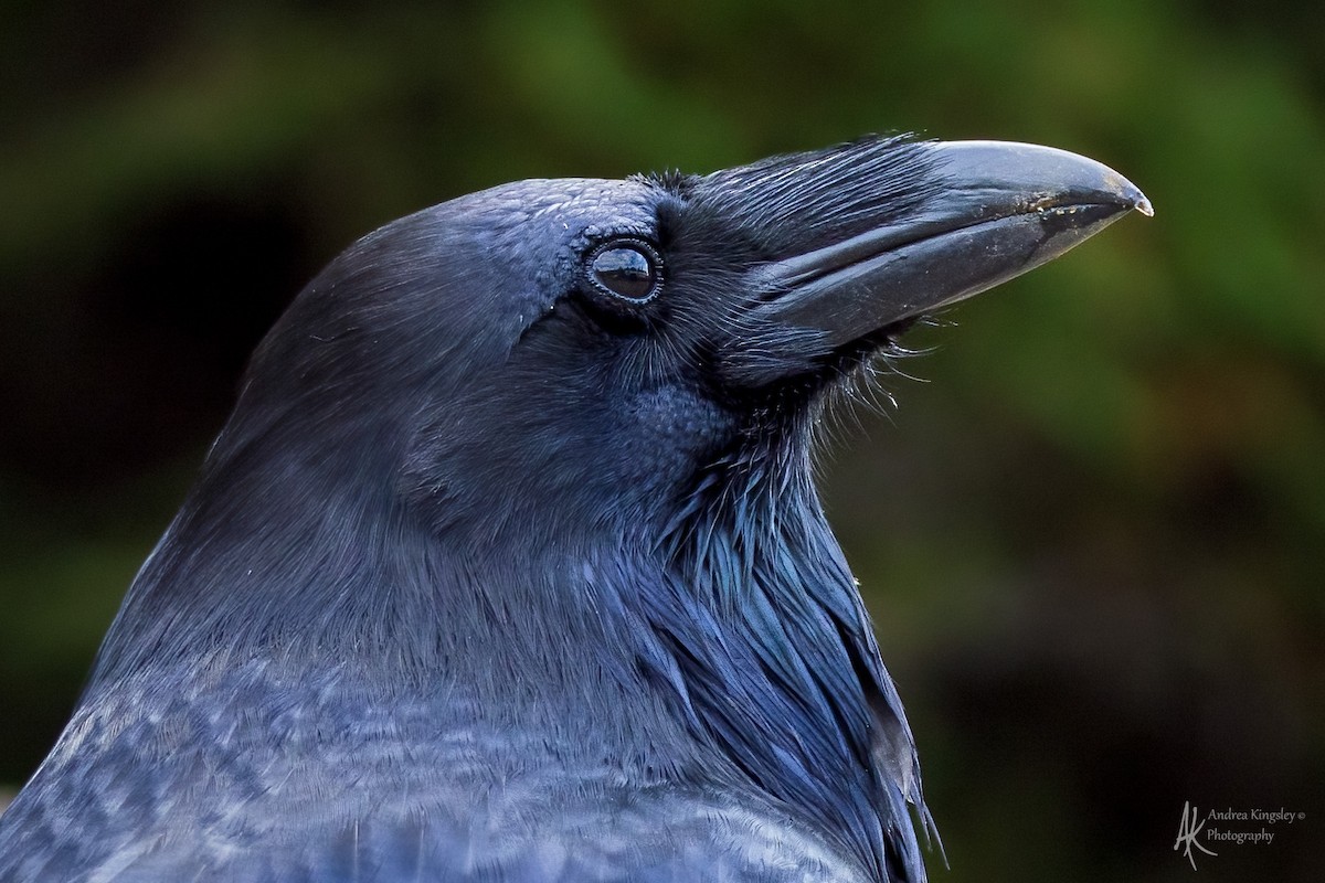 Common Raven - ML646764629