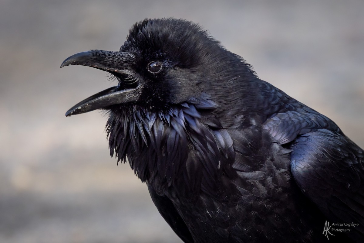 Common Raven - ML646764630