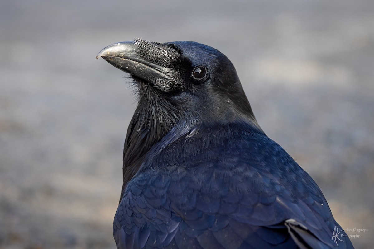 Common Raven - ML646764631
