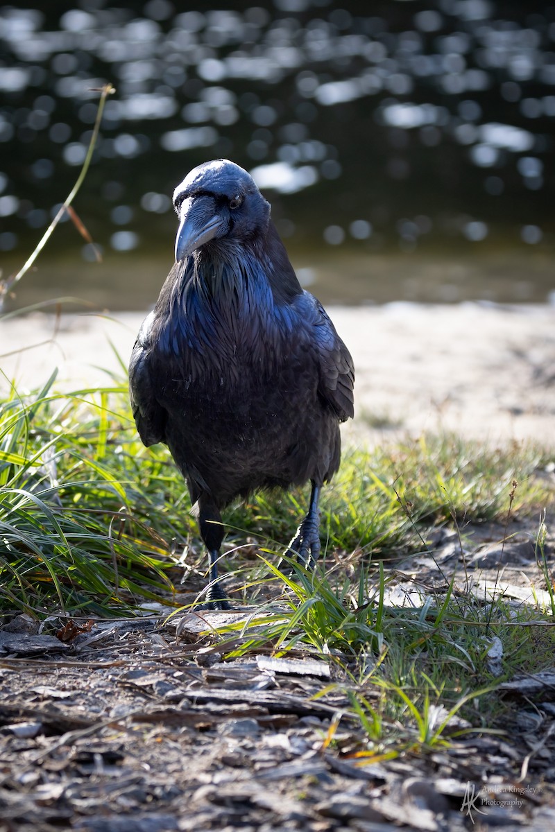 Common Raven - ML646764632