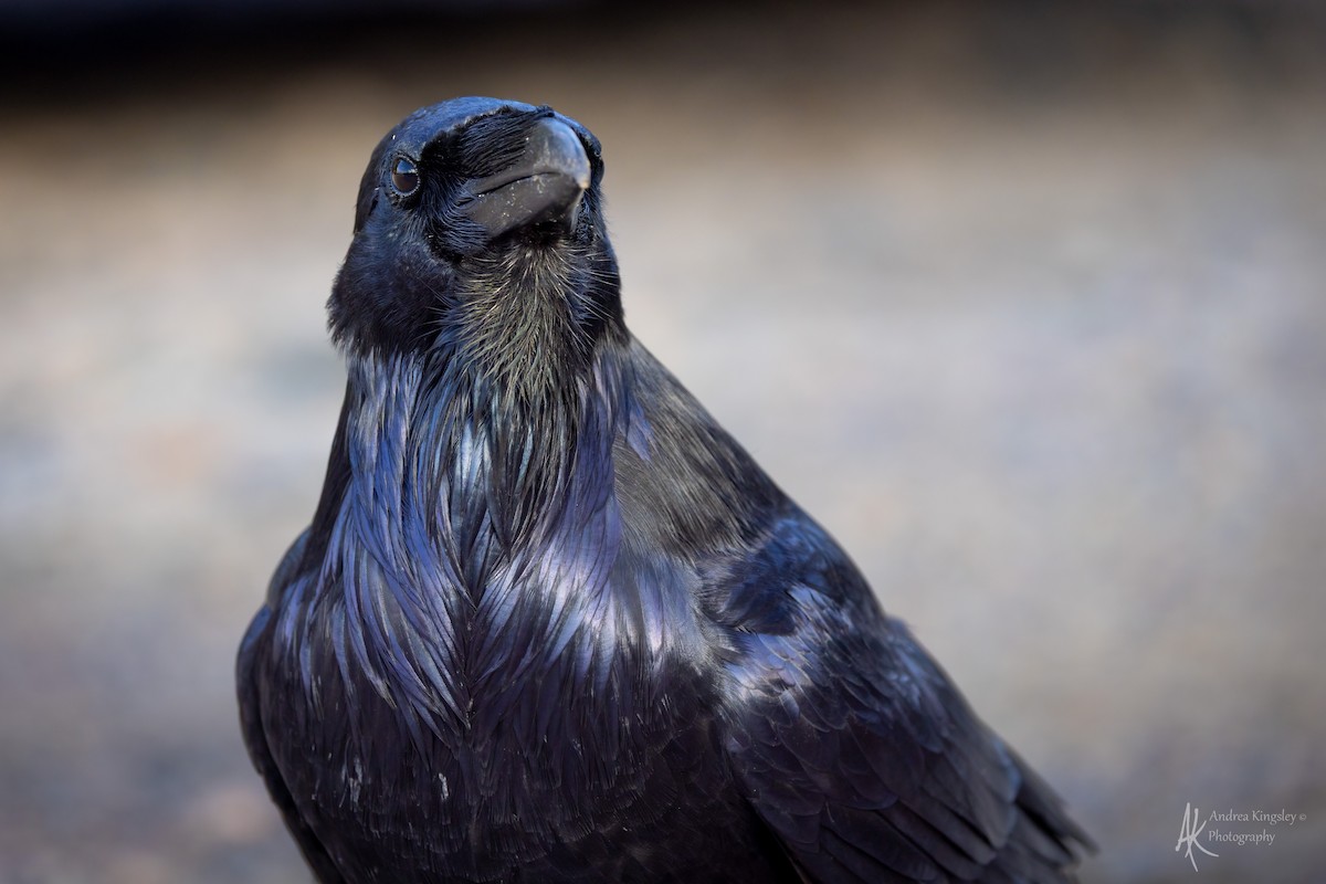 Common Raven - ML646764633