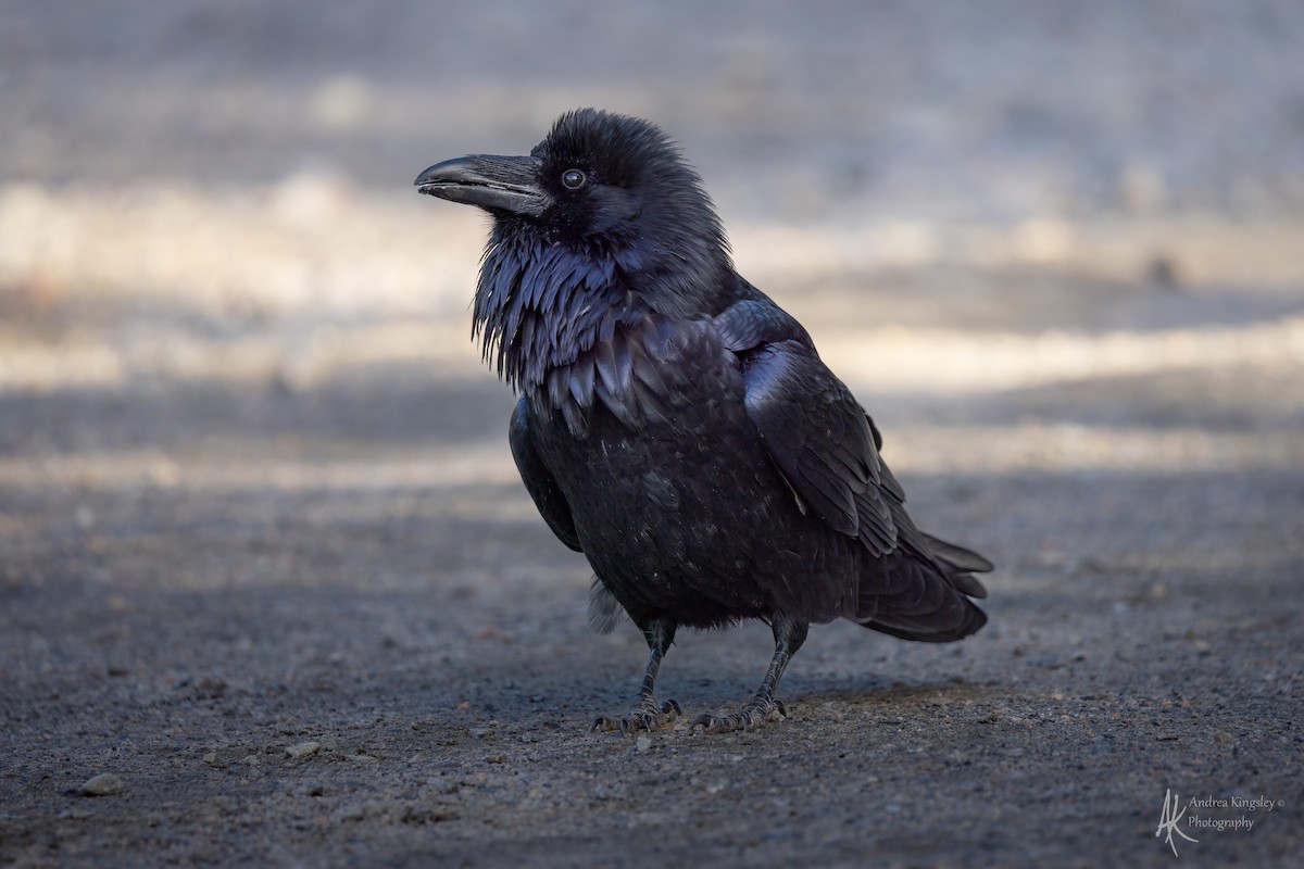 Common Raven - ML646764634