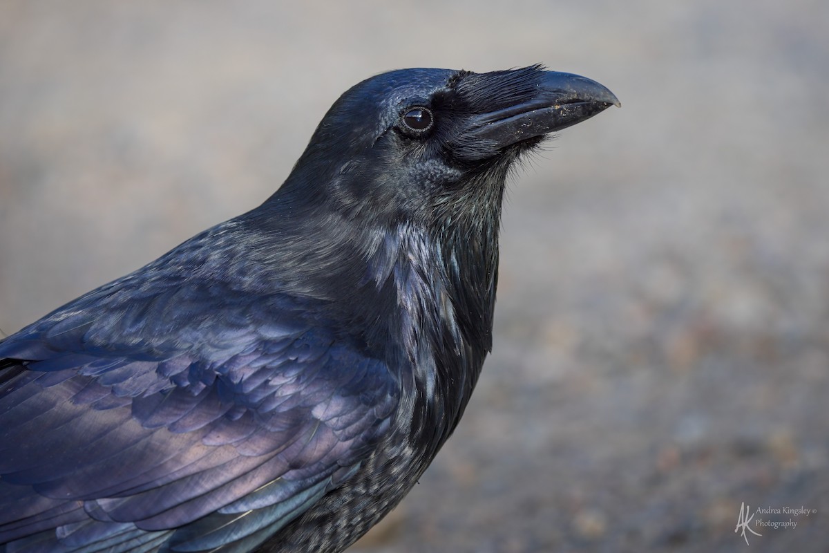 Common Raven - ML646764635