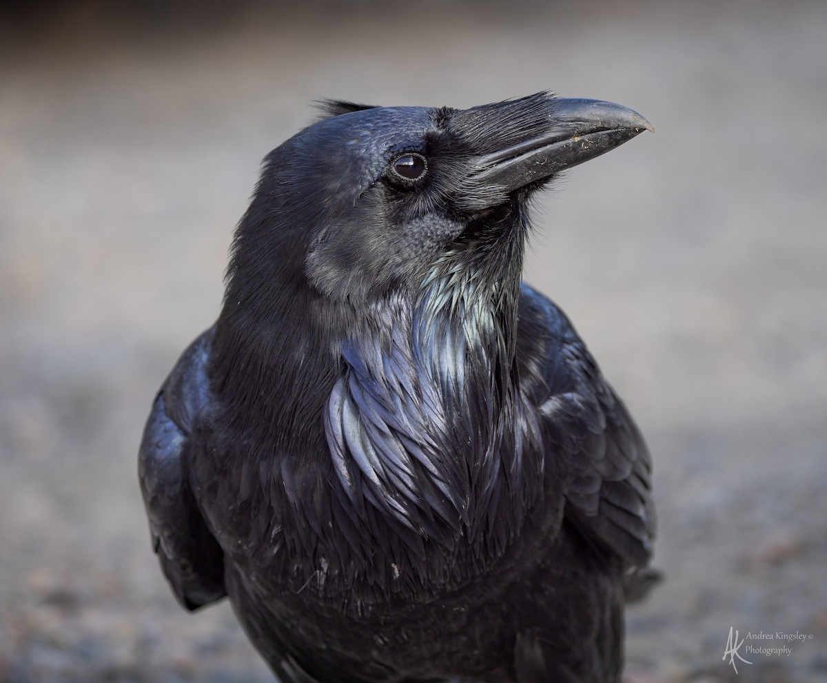 Common Raven - ML646764636