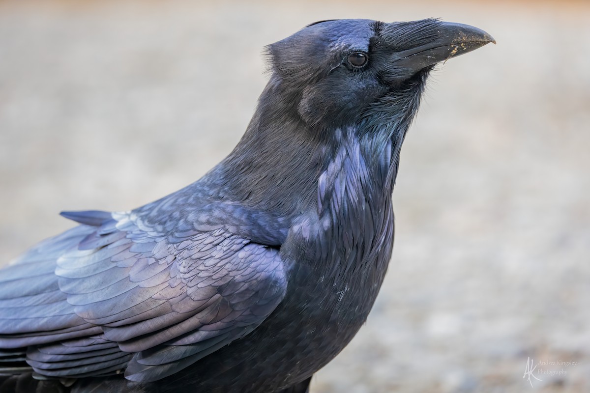 Common Raven - ML646764637