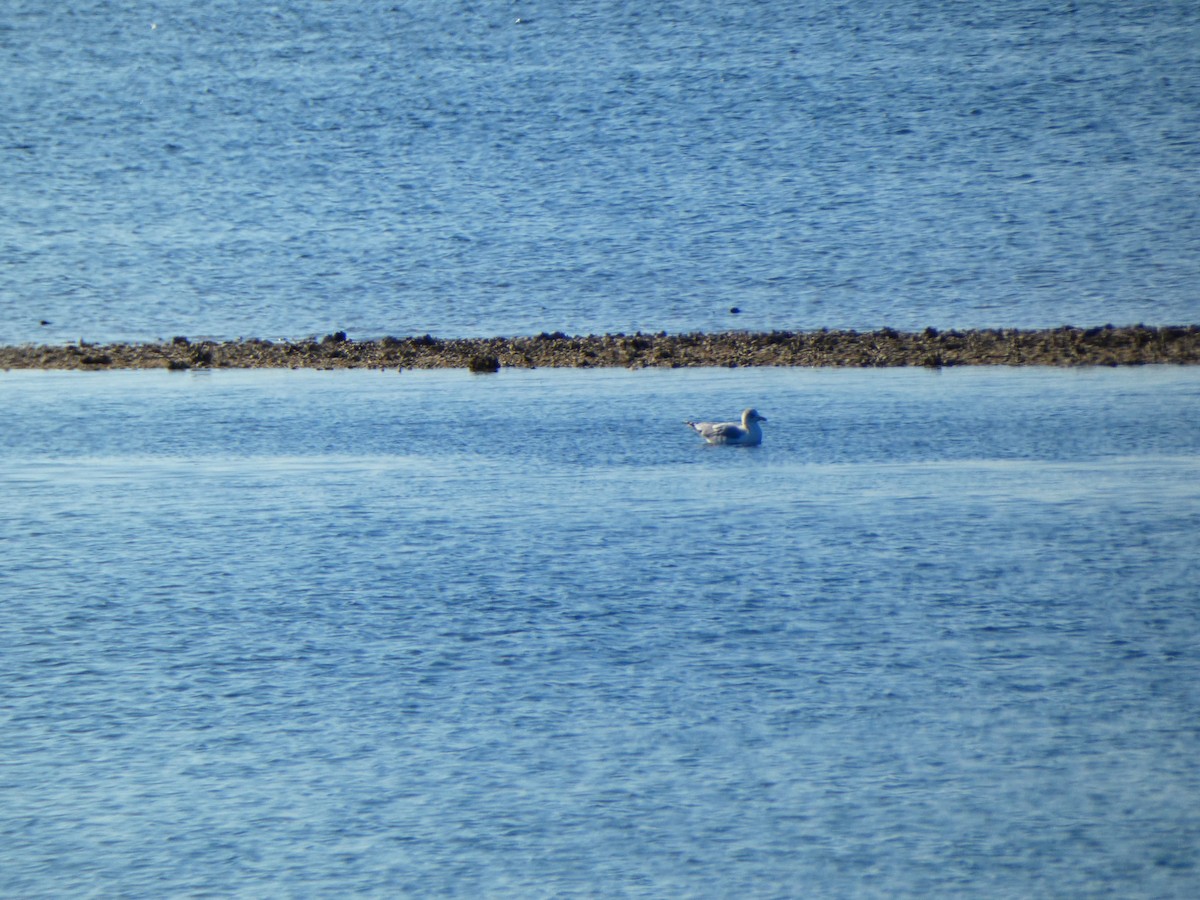 American Herring Gull - ML646764640