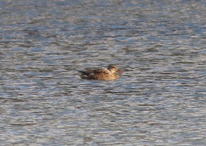 Бор нугас - ML646764646