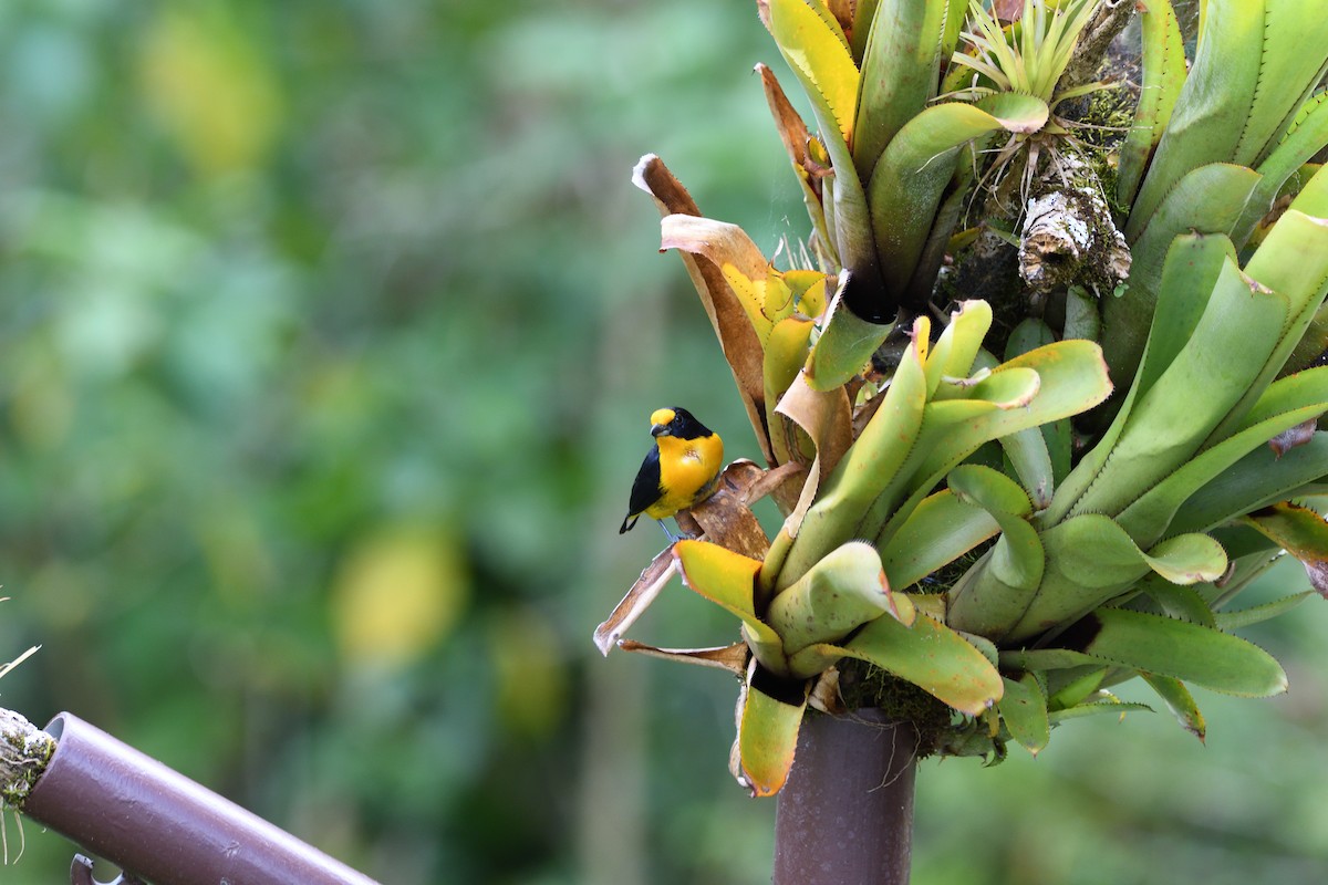 Violaceous Euphonia - ML646764647