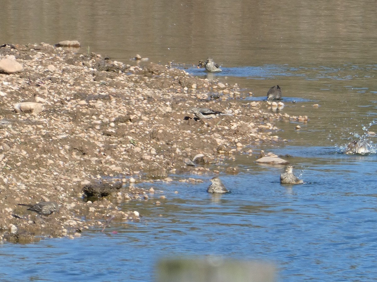 American Pipit - ML646764654
