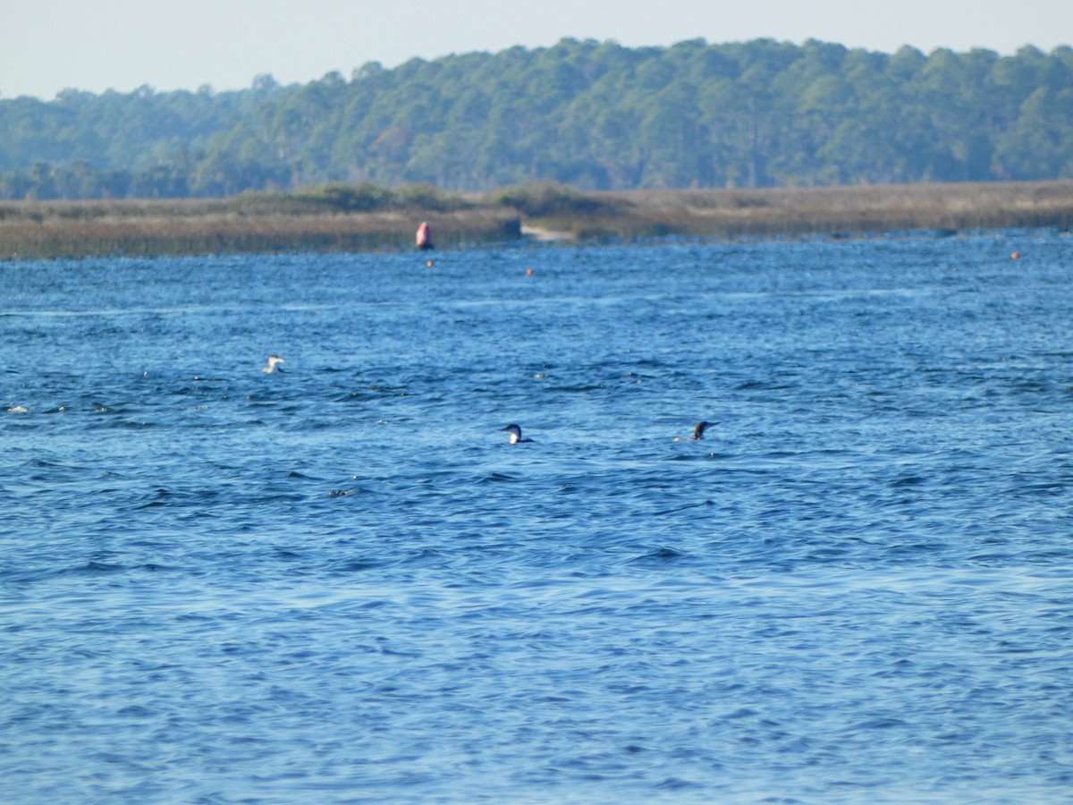 Common Loon - ML646764655