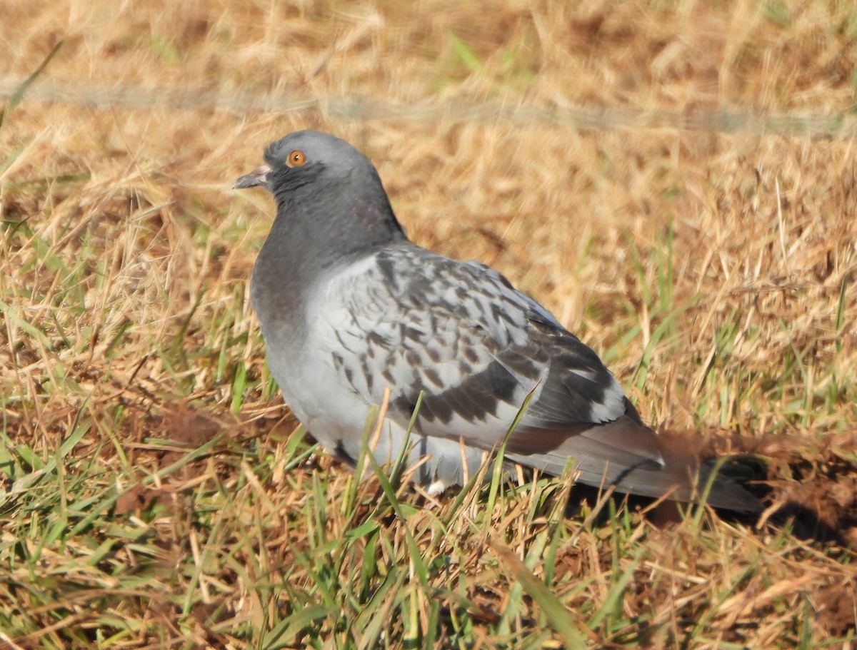 Rock Pigeon (Feral Pigeon) - ML646764661
