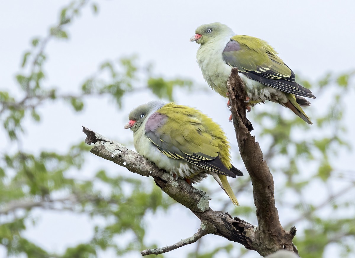 African Green-Pigeon - ML646764662