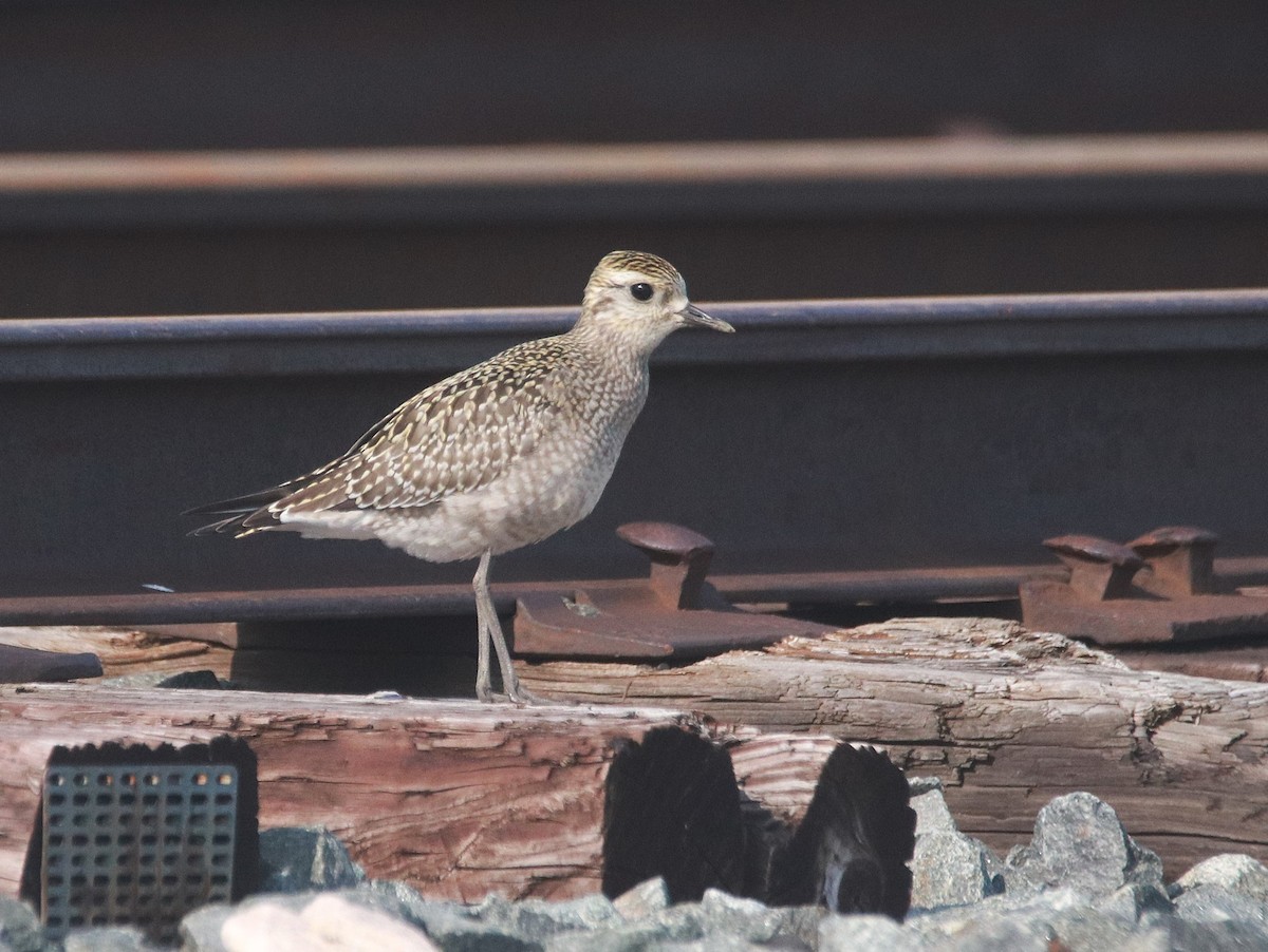 kanadalo - ML646764665