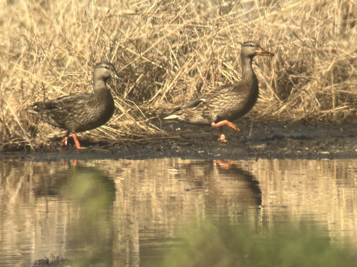 Ente, unbestimmt - ML646764667