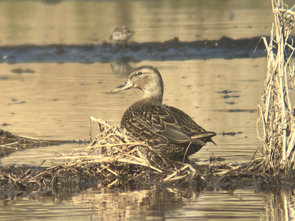 Ente, unbestimmt - ML646764668