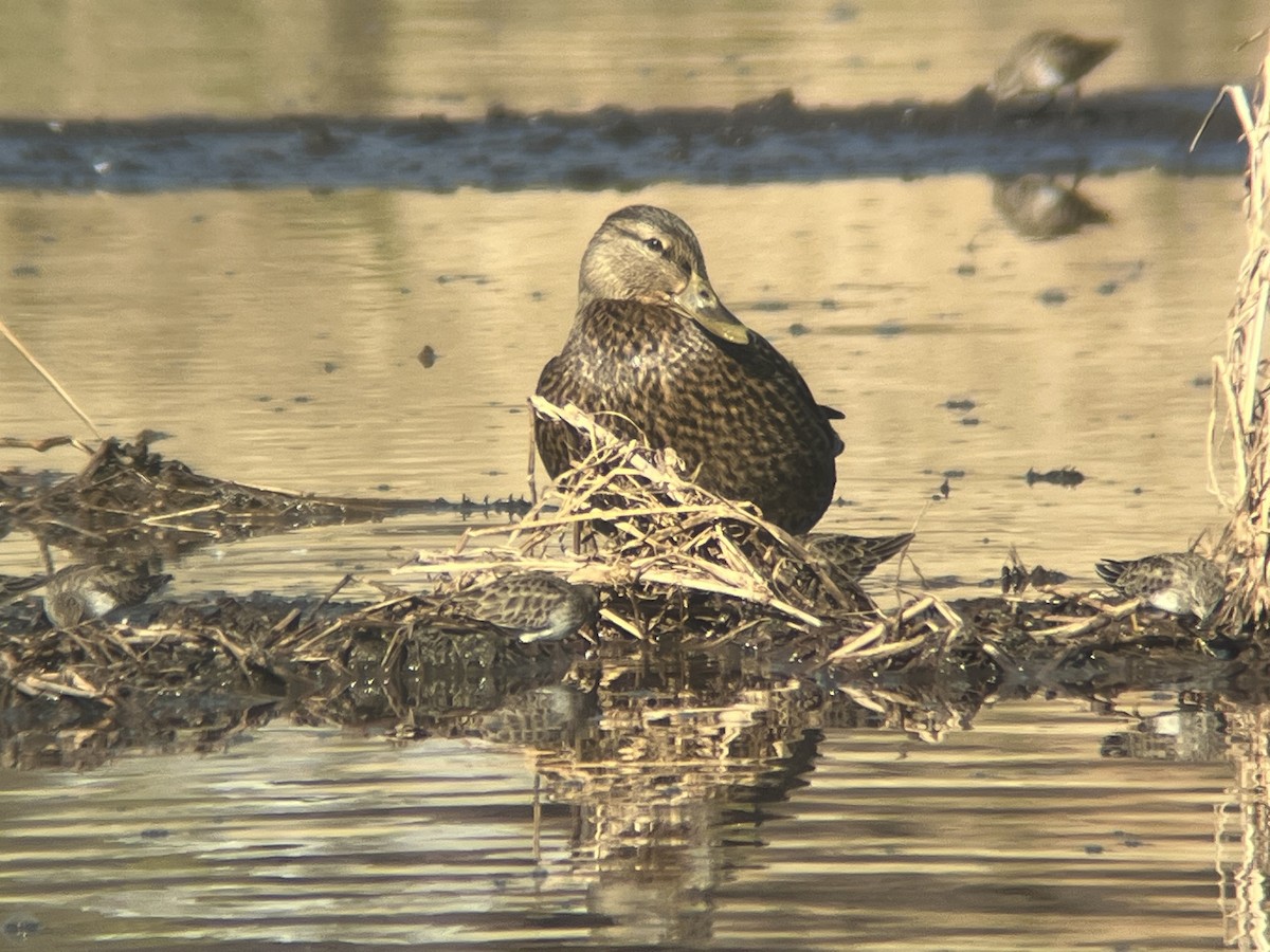 Ente, unbestimmt - ML646764669