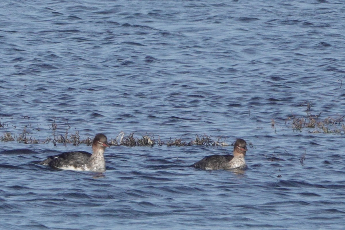 Harle huppé - ML646764672