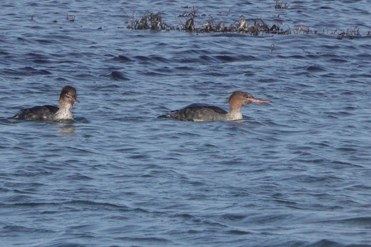 Harle huppé - ML646764673