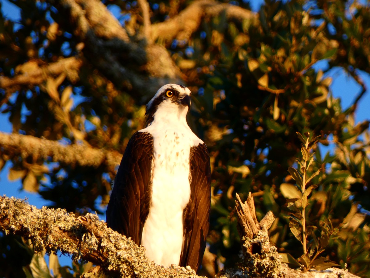 Osprey - ML646764677