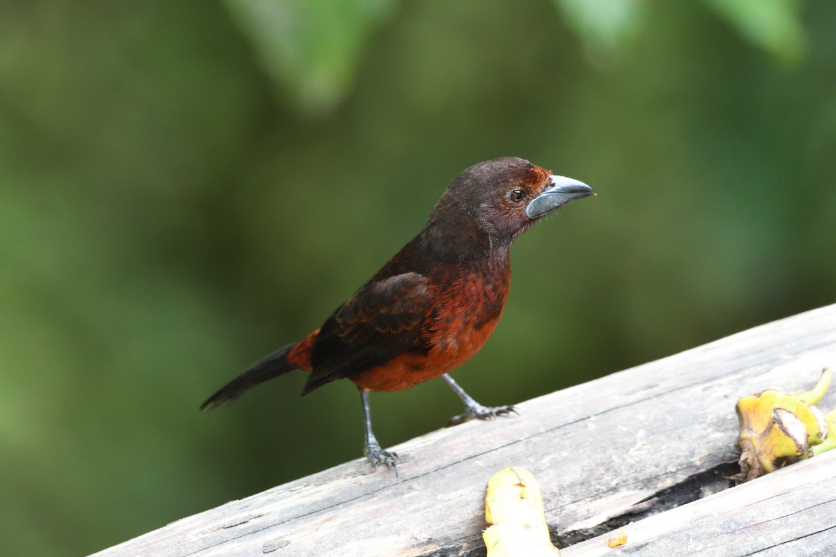 sølvnebbtanagar - ML646764678