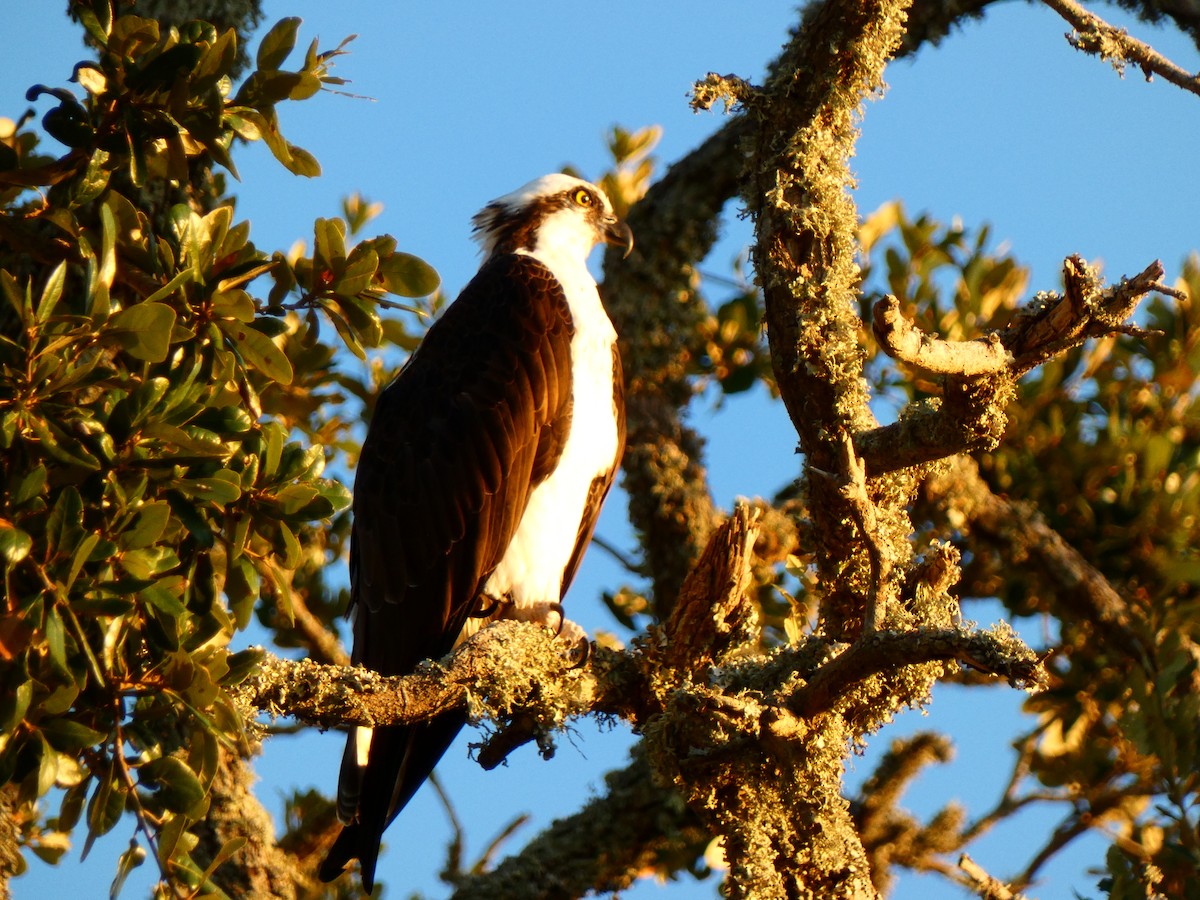 fiskeørn - ML646764680