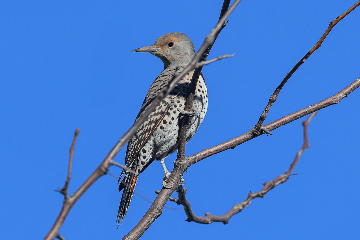 gullspett (cafer gr.) - ML646764681