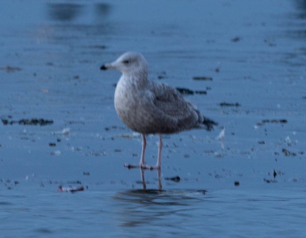 gråmåke - ML646764682