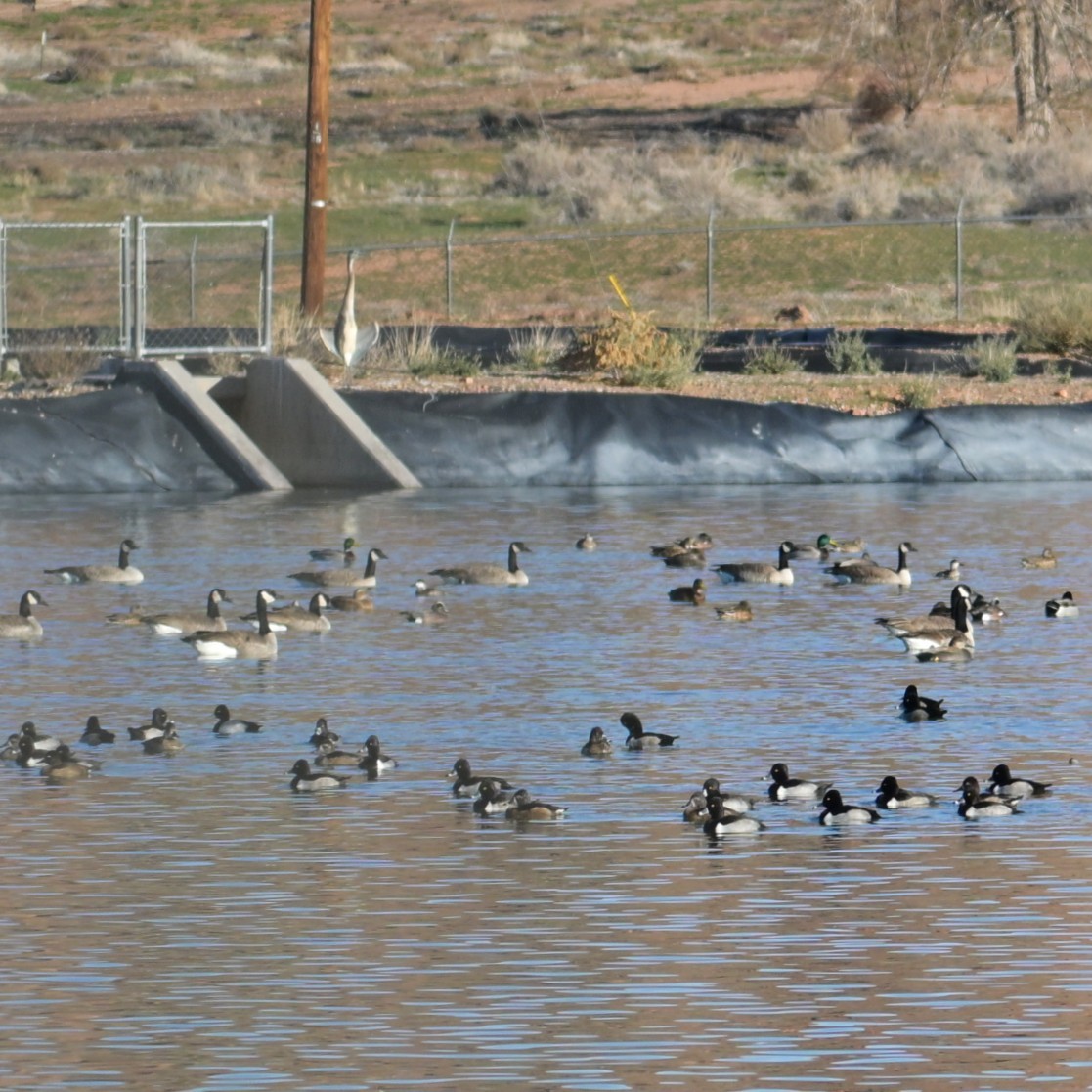 kanadagås - ML646764684