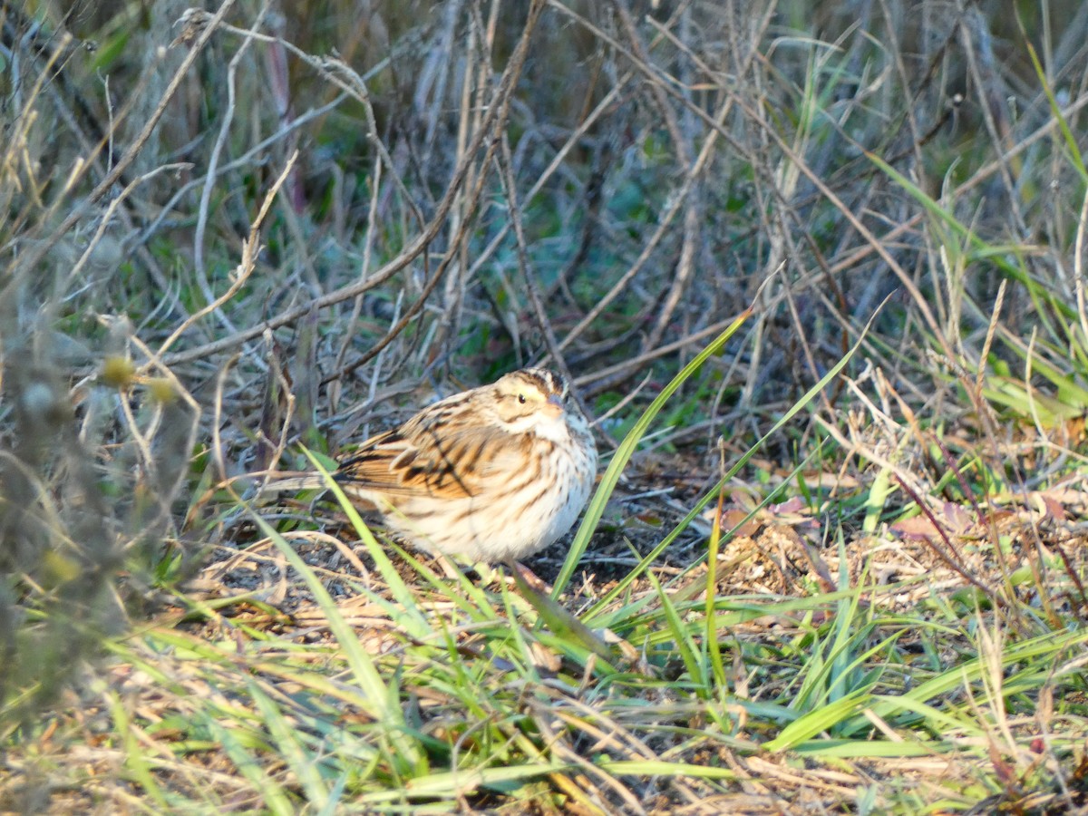 musespurv - ML646764685