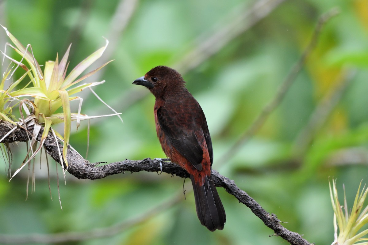 sølvnebbtanagar - ML646764689