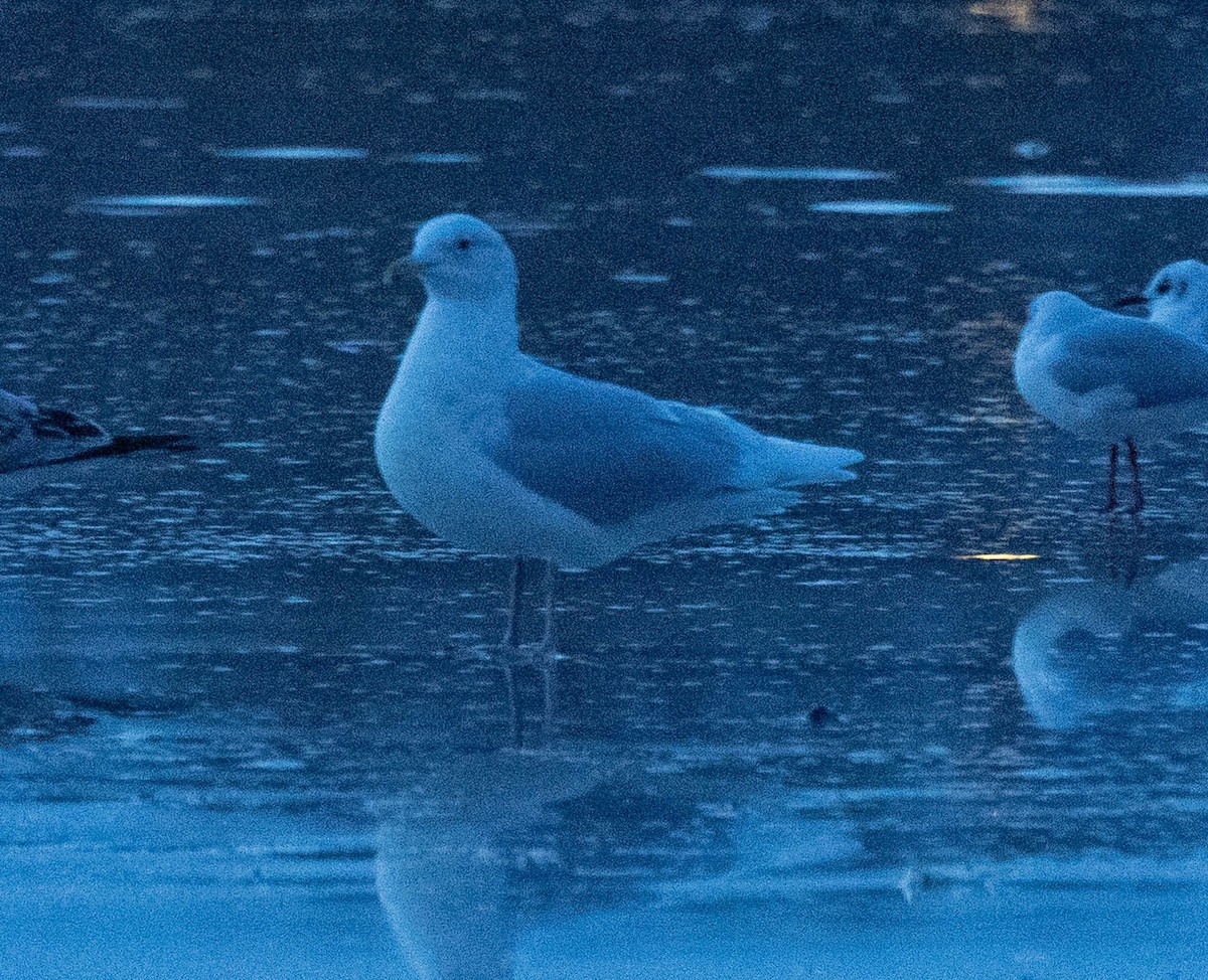 polarmåke - ML646764690