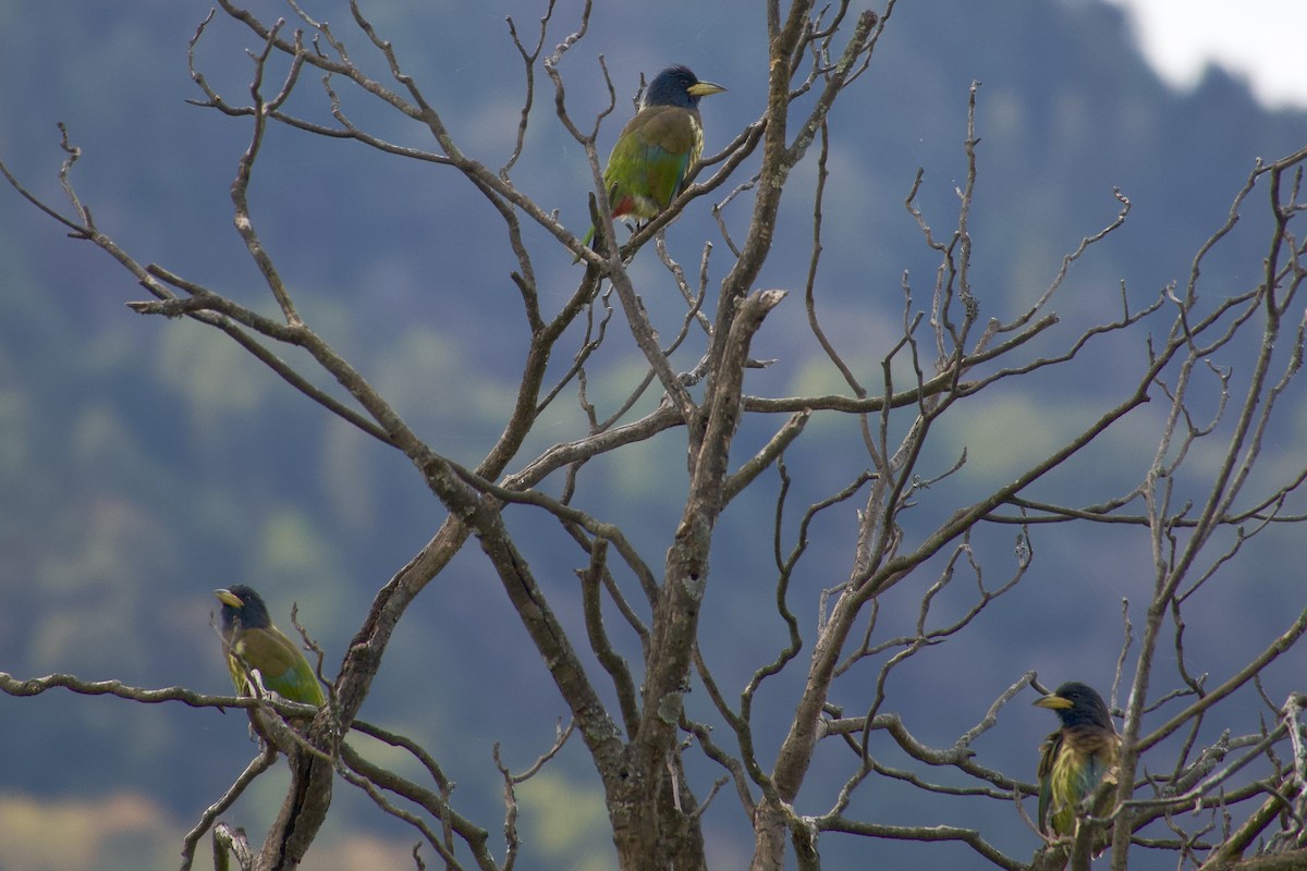 himalayaskjeggfugl - ML646764691