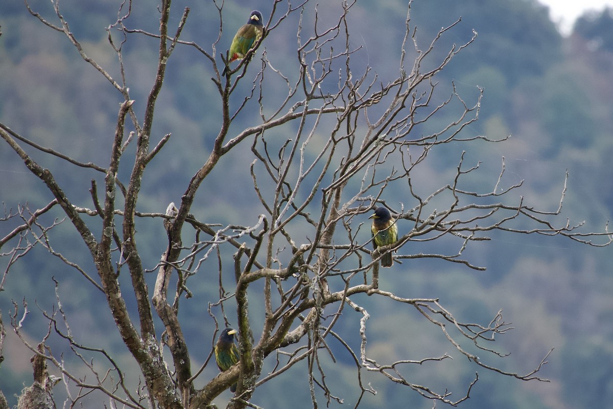 himalayaskjeggfugl - ML646764692