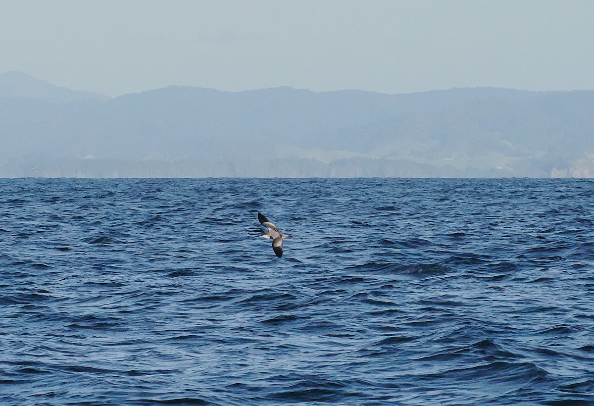 grårygglire - ML646764694