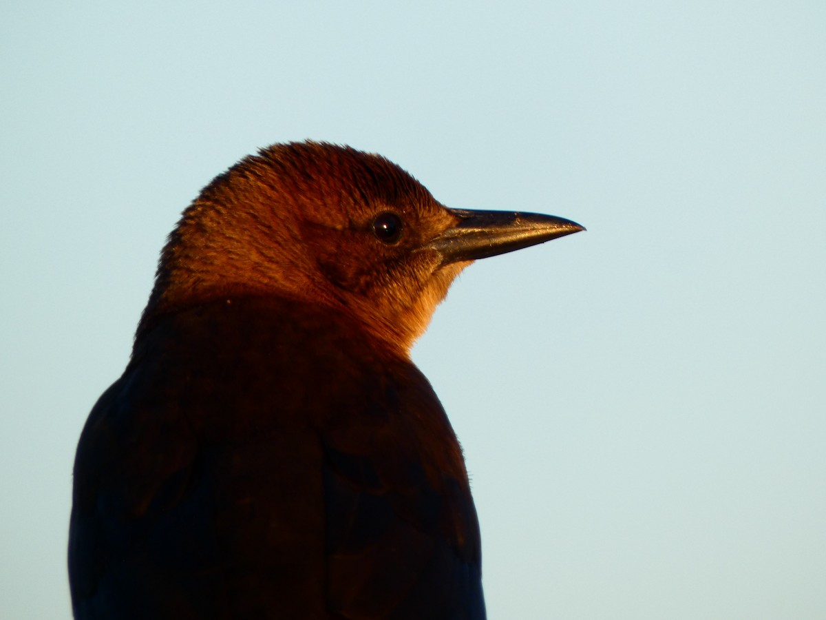 båtstjerttrupial - ML646764695