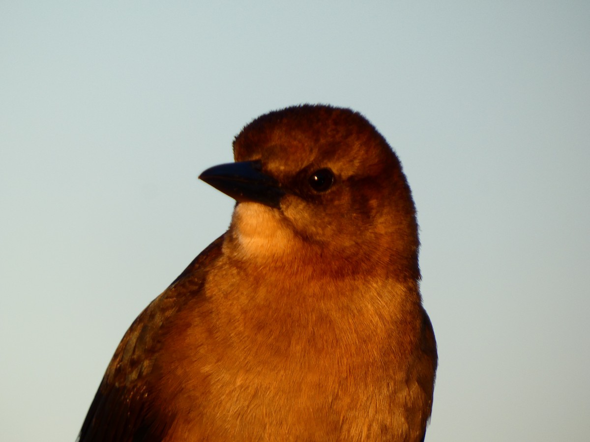 båtstjerttrupial - ML646764696