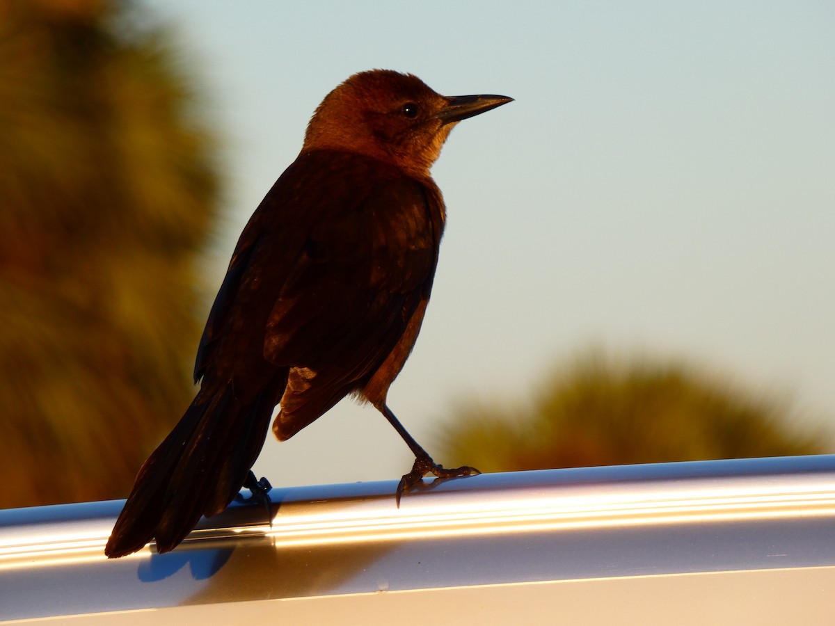 båtstjerttrupial - ML646764697