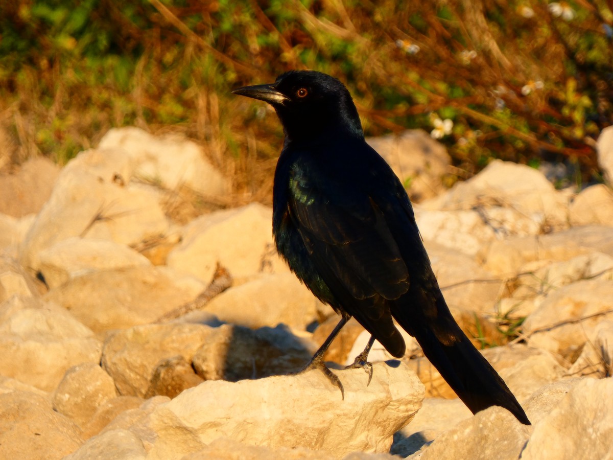 båtstjerttrupial - ML646764698